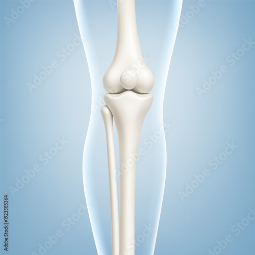 Knee joint bones in the transparent human body. Educational medical illustration of leg bones and knee. Biological and medical concept. Vector illustration