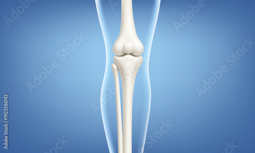 Knee joint bones in the transparent human body. Educational medical illustration of leg bones and knee. Biological and medical concept. Vector illustration