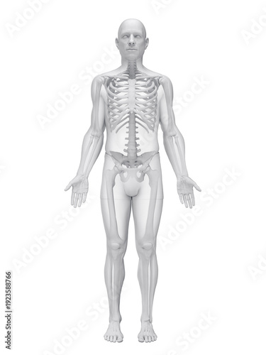 A Detailed 3D Depiction Of The Skeletal System Of A Male
