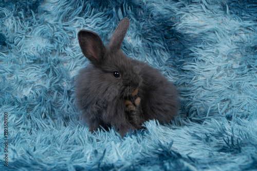 Photography Adorable fluffy black rabbit grooming front paw on soft blue shag rug background