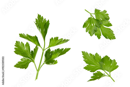Fotografia fresh parsley leaves or twigs herb isolated on white or transparent png