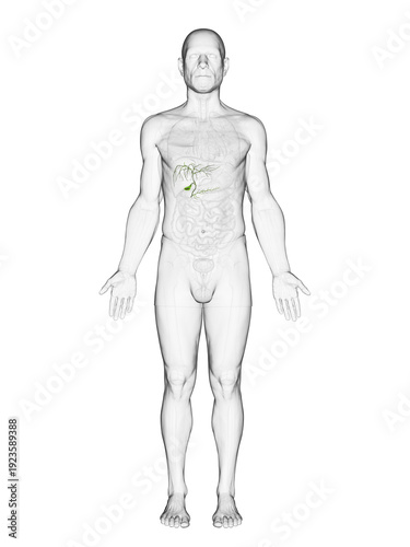 A Detailed 3D Depiction Of The Gallbladder Of A Male