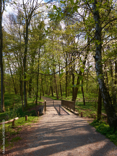 Birch trees along spring path in Berlin park with wooden footbridge and new leaves
