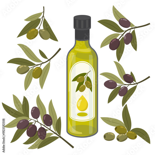 Mediterranean olive oil bottle with olive branch and fresh olives, healthy cooking oil, isolated on transparent background