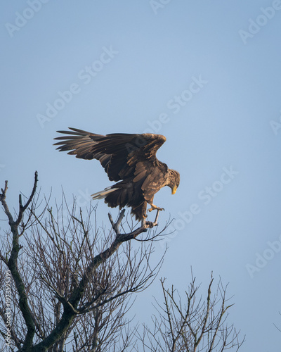 White tailed eagle captured mid landing on a bare tree branch with wings spread wide against a clear blue sky. The image shows powerful flight posture and strong talons, highlighting the size and
