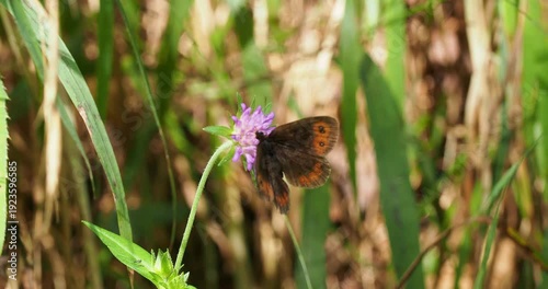 Un moiré des montagnes ou moiré strié (Erebia montana), ailes déployées marron sombre à bande orange avec ocelles se gavant avec avidité du nectar d'une fleur de scabieuse (Scabiosa Knautia)