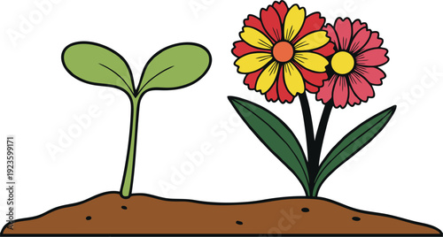 Illustration of a sprouting seedling growing into a beautiful flowering plant with colorful petals in rich soil