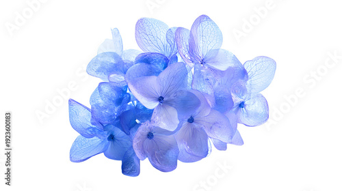 Delicate cluster of ethereal light blue hydrangea blossoms featuring intricate petal details on transparent background