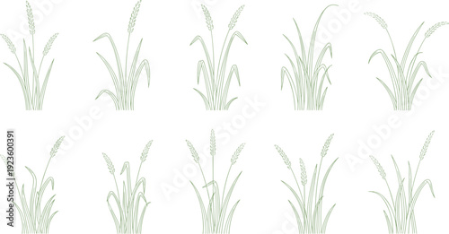 Rice Plant Vector Collection Featuring Stylized Green Line Art Illustrations of Leaves and Panicles for Agriculture