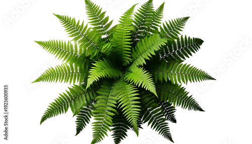 Lush Green Fern Plant Top View with isolated on a transparent background
