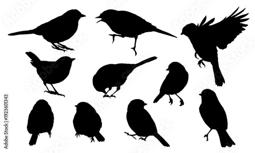 Set of Great Tit bird silhouettes isolated on white. Realistic chickadee and titmouse songbirds in different poses, flying, sitting and singing. Nature wildlife vector collection