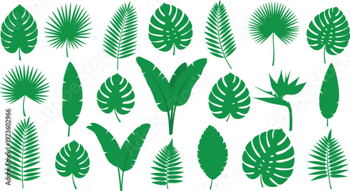 Tropical Leaf Vector Collection Featuring Monstera, Banana, Palm, and Exotic Green Botanical Designs for Nature, Jungle, and Decorative