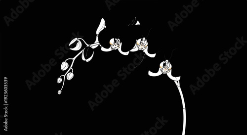 Delicate white orchid blossoms and buds cascade gracefully against a dark background