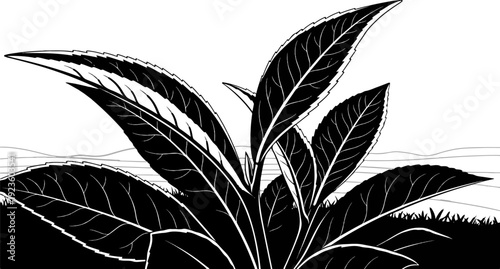 Detailed black and white illustration of a lush plant with prominent veins in its leaves