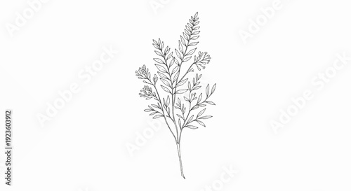 Delicate sketch of a flowering branch on a white background