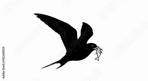 Black bird in flight, holding small fish in its beak