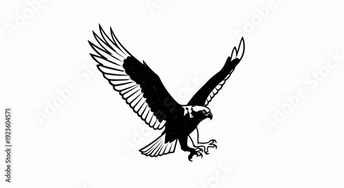 Black and white illustration of a raptor bird in flight