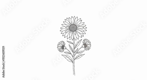 Delicate line drawing of a flowering plant with a central bloom and two smaller blooms