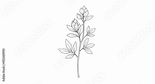 Delicate line drawing of a flowering plant branch on a white background