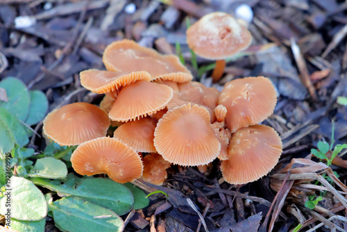 quelques champignons dans les sous bois