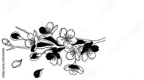 Delicate black and white illustration of cherry blossoms on a branch