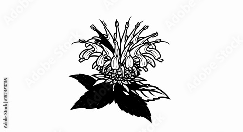 Delicate black and white line art illustration of a flowering plant with distinct petals and leaves