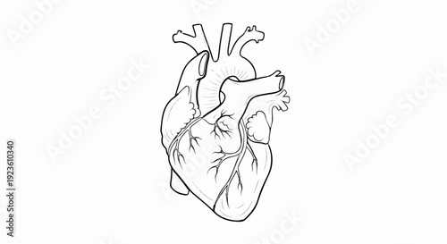 Anatomical illustration of a human heart, with valves and arteries