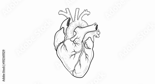Black and white anatomical illustration of a human heart