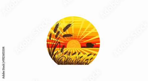 Combine harvester works in golden wheat field at sunset with sun rays
