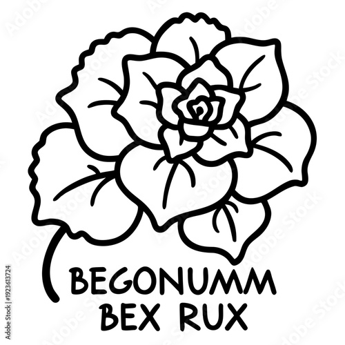 Hand-drawn white succulent plant illustration on black background