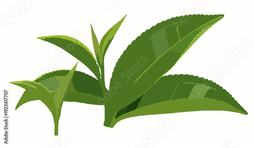 Realistic Green Tea Leaves and Young Sprouts Botanical Collection – Healthy Beverage and Eco Lifestyle Concept