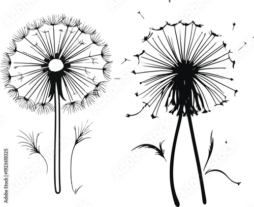 Minimalist natural floral vector sticker of dandelion flower head, bold black thick clean outline, pure white background