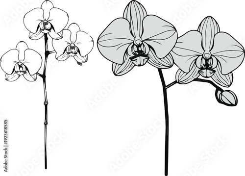 Minimalist natural floral vector sticker of orchid flower with stem, bold black thick clean outline, pure white background