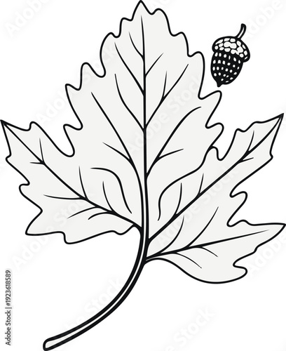 Minimalist natural floral vector sticker of oak leaf with acorn, bold black thick clean outline, pure white background 2.