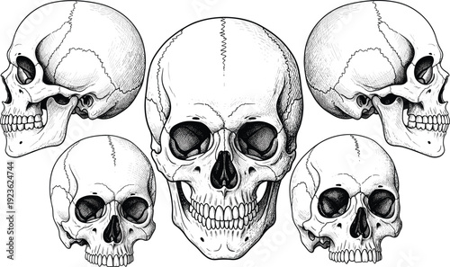 Human skull anatomy set, vintage medical engraving illustration, front side views, skeletal study isolated on white background