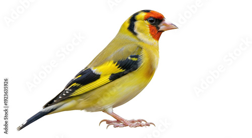 Fotografie Isolated European goldfinch Carduelis carduelis is a small passerine bird with r