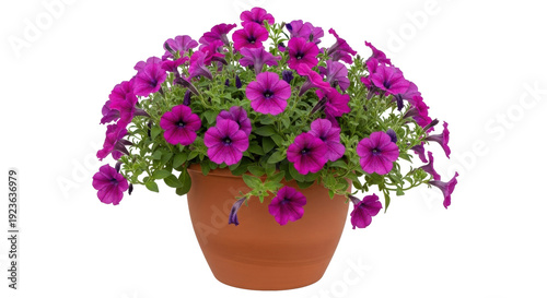 Fotografía Isolated purple petunias in pot, vibrant spring colors, in terra cotta pot, beau