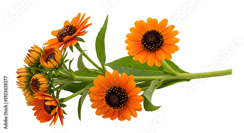 Vibrant orange flowers with green leaves isolated on transparent background