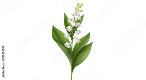 Lily of the valley flower with green leaves isolated on transparent background