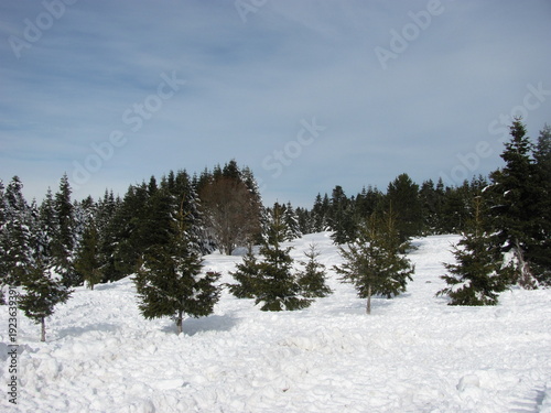 Aerial Winter Landscape With Snowy Evergreen Trees