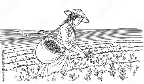 Tea Plantation Worker Collecting Fresh Leaves – Hand Drawn Outline Vector Illustration