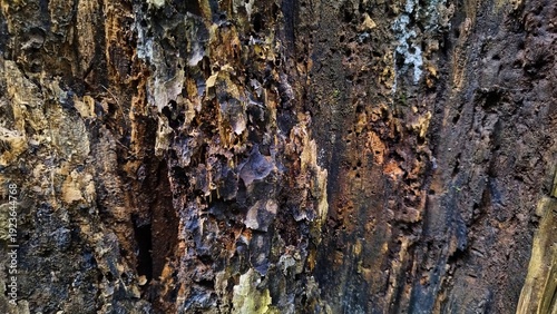 Macro texture of a decaying log. Detailed view of dark, damp rotted bark and rough surface in the woods.