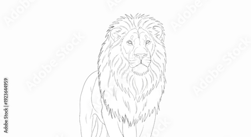 Majestic lion line art with detailed mane and stoic expression