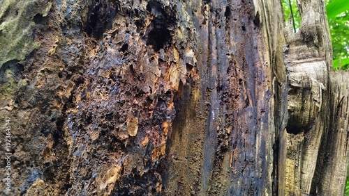 Detailed close-up of a weathered, rotting tree trunk showcasing natural decay and dark woody textures.