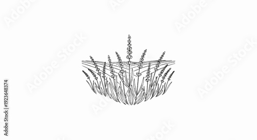 Hand-drawn sketch of blooming lavender field with radiating lines