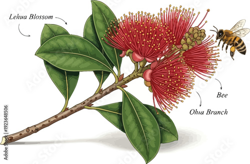 An illustration of a bee approaching a lehua blossom on an ohia branch with green leaves.