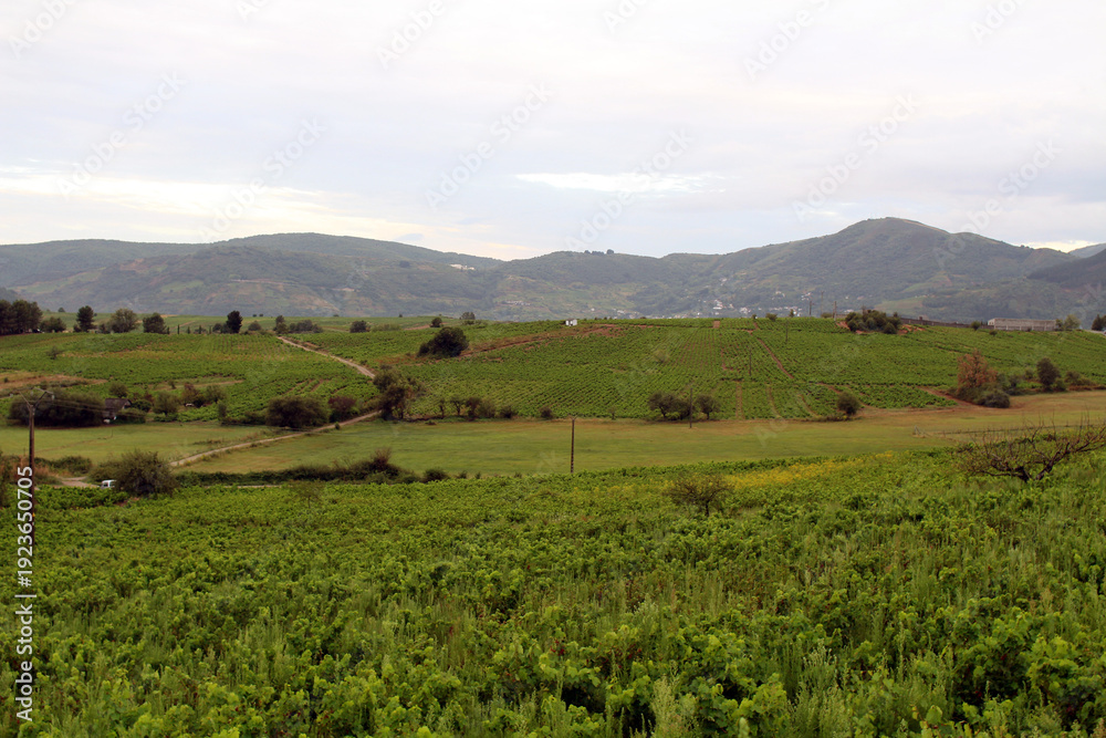 Fototapeta premium Cacabelos Wine Region Farmhouse July 2024