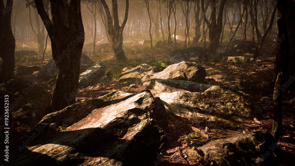 Obraz premium Golden sunlight filters through the trees, illuminating the forest floor. Large stones are scattered among leaves, creating a serene and enchanting atmosphere. Nature awakens in the quiet morning.