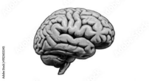 Halftone Human Brain Anatomy Detailed Side View Vector Illustration Isolated on White Background