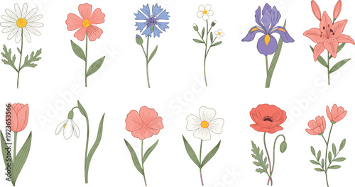 Wildflowers botanical collection with spring meadow flowers vector illustration isolated background